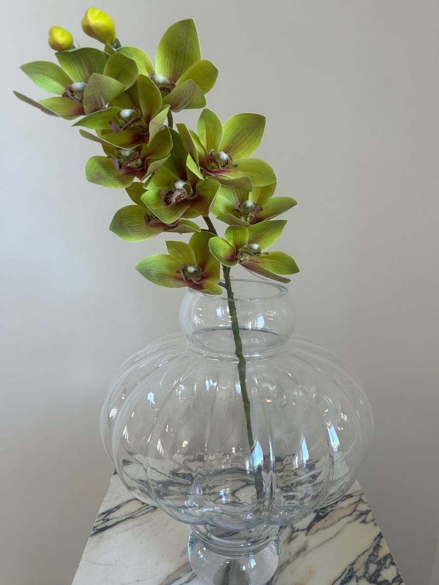 Light Green Cymbidium Orchid