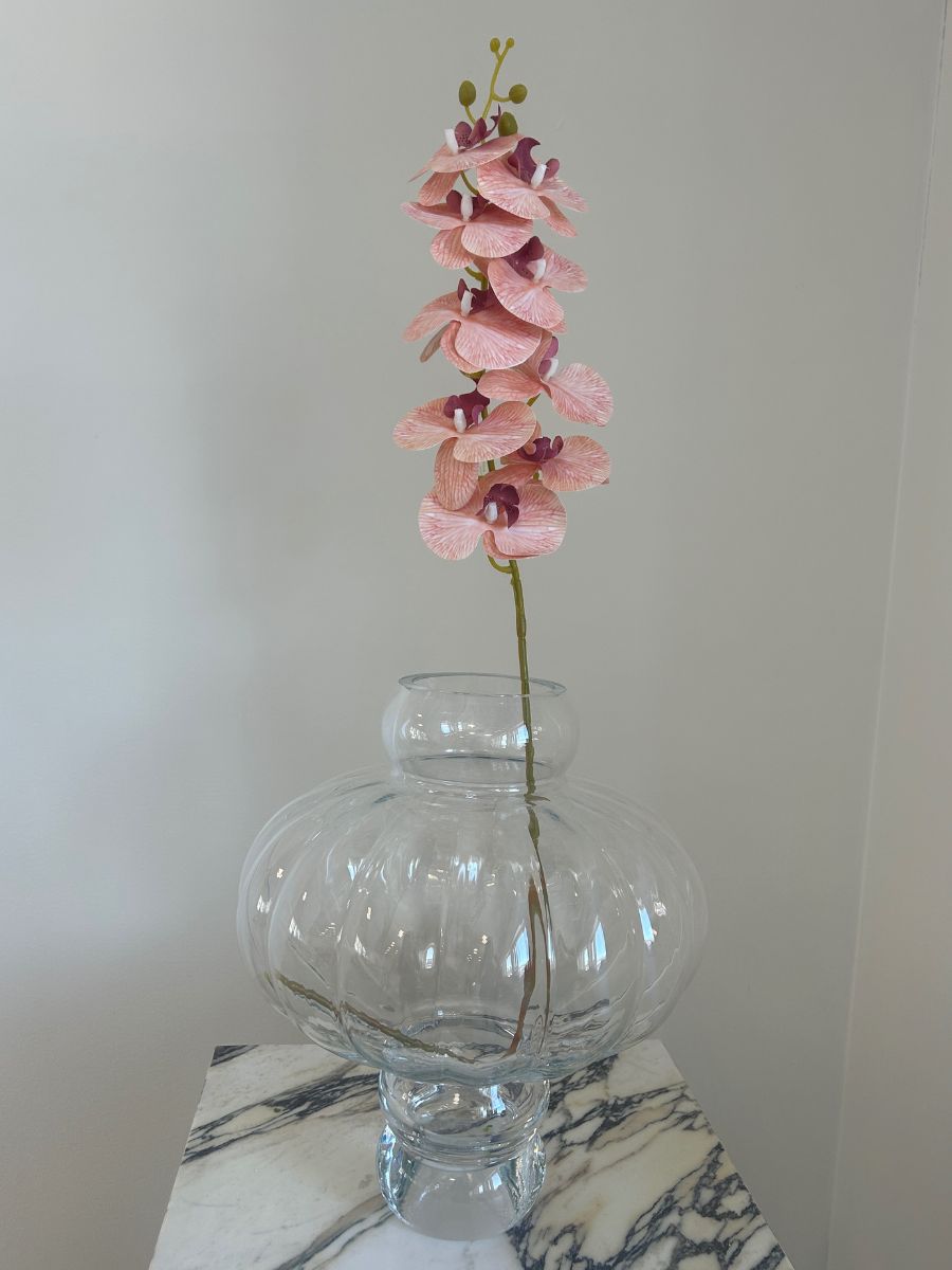 Peach Orchid