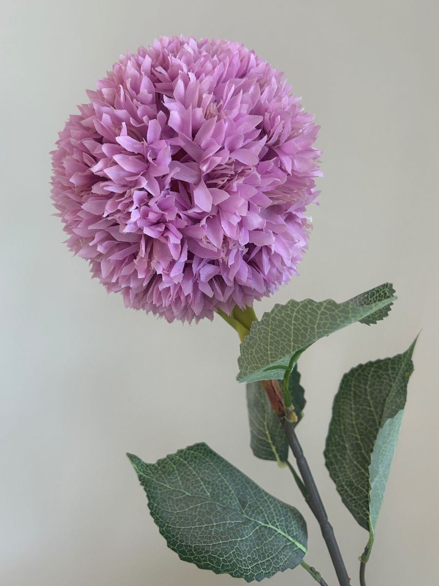 Purple Allium Azureum