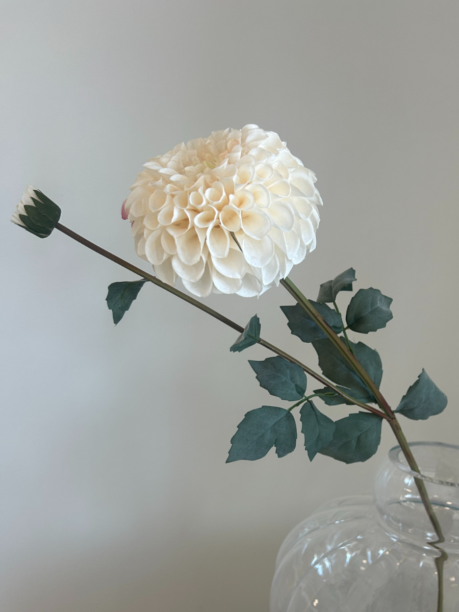 White Pompon Dahlia