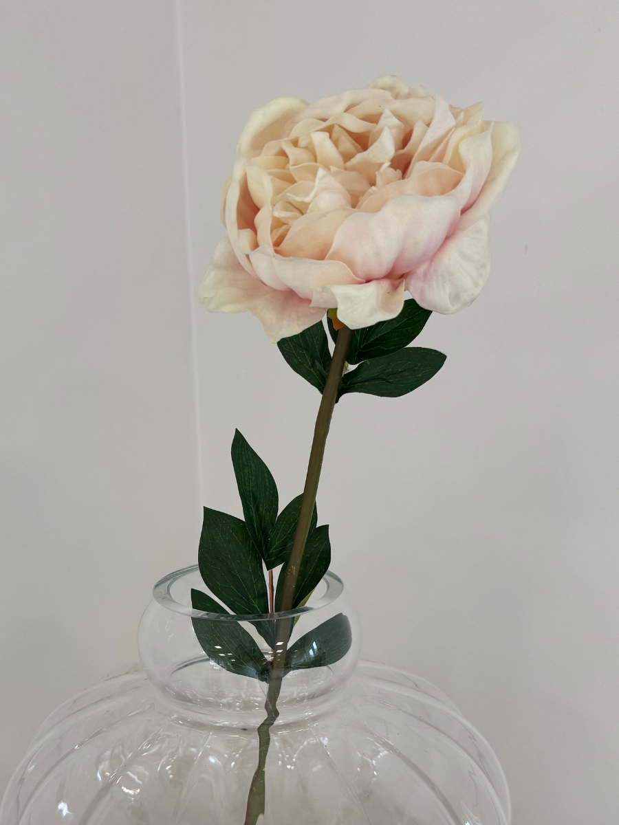 Light Pink Large Peony Flower