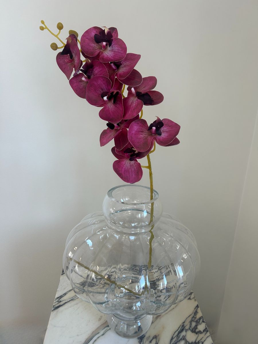 Burgundy Orchid
