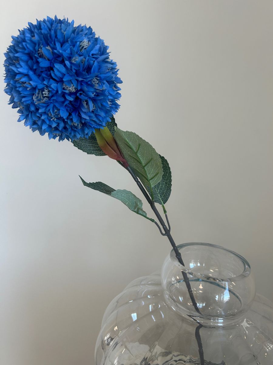 Blue Allium Azureum