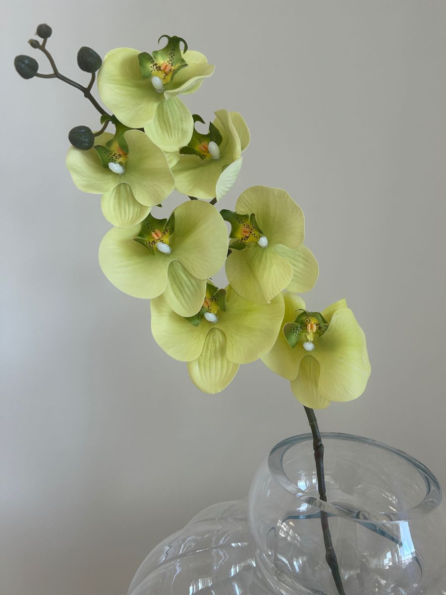 Light Green Orchid