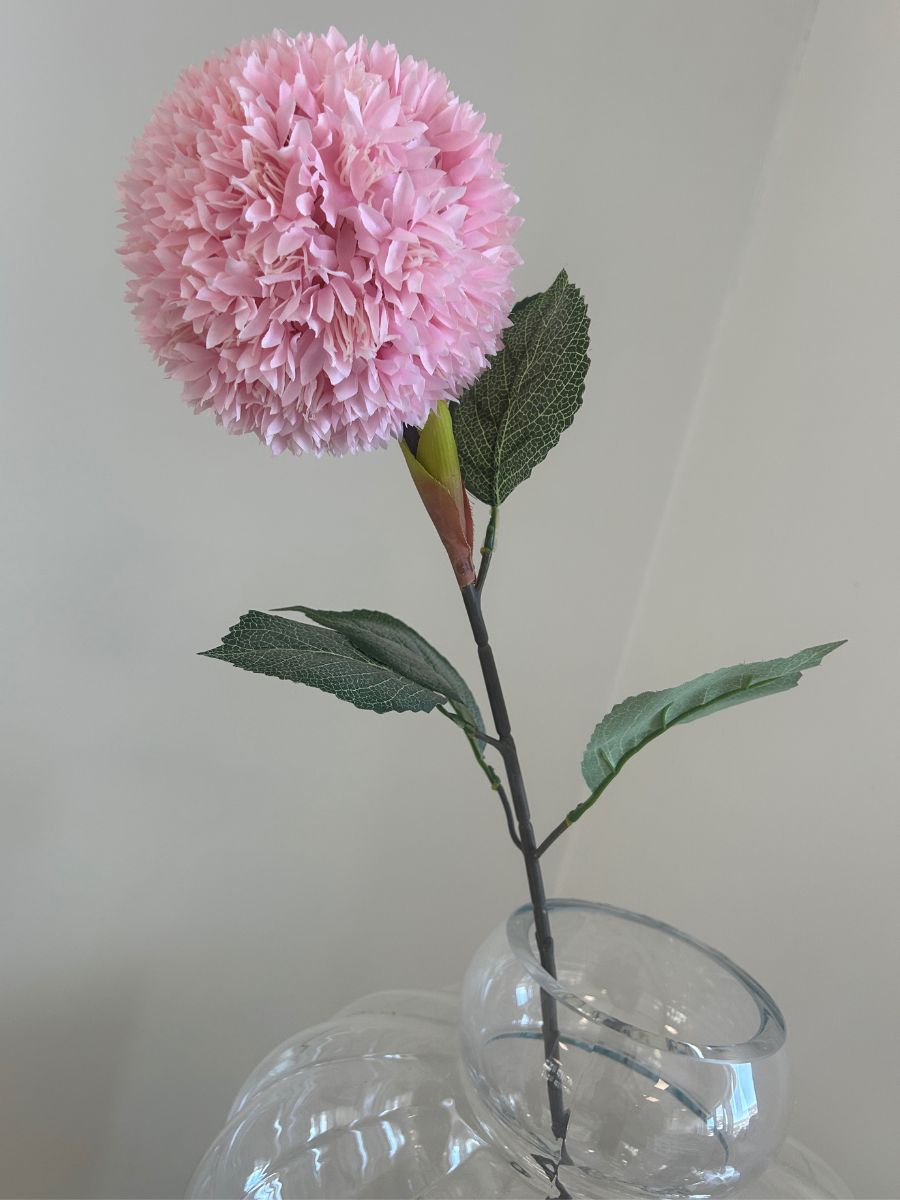 Pink Allium Azureum