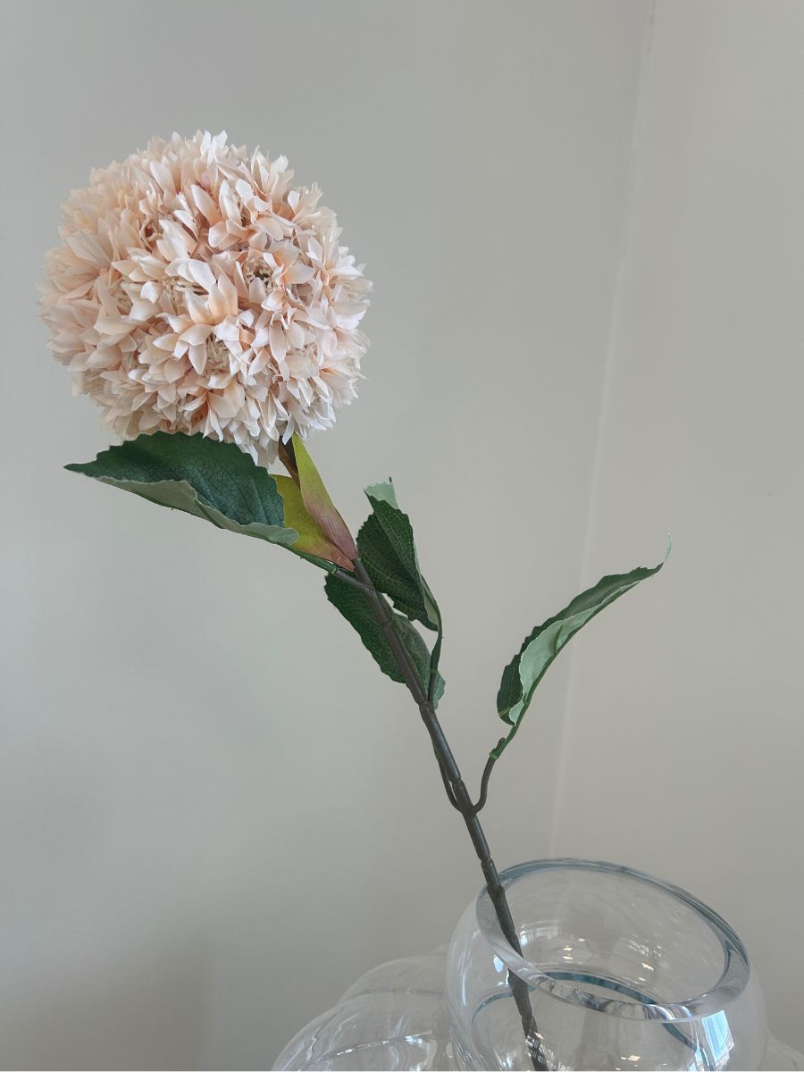 Peach Allium Azureum