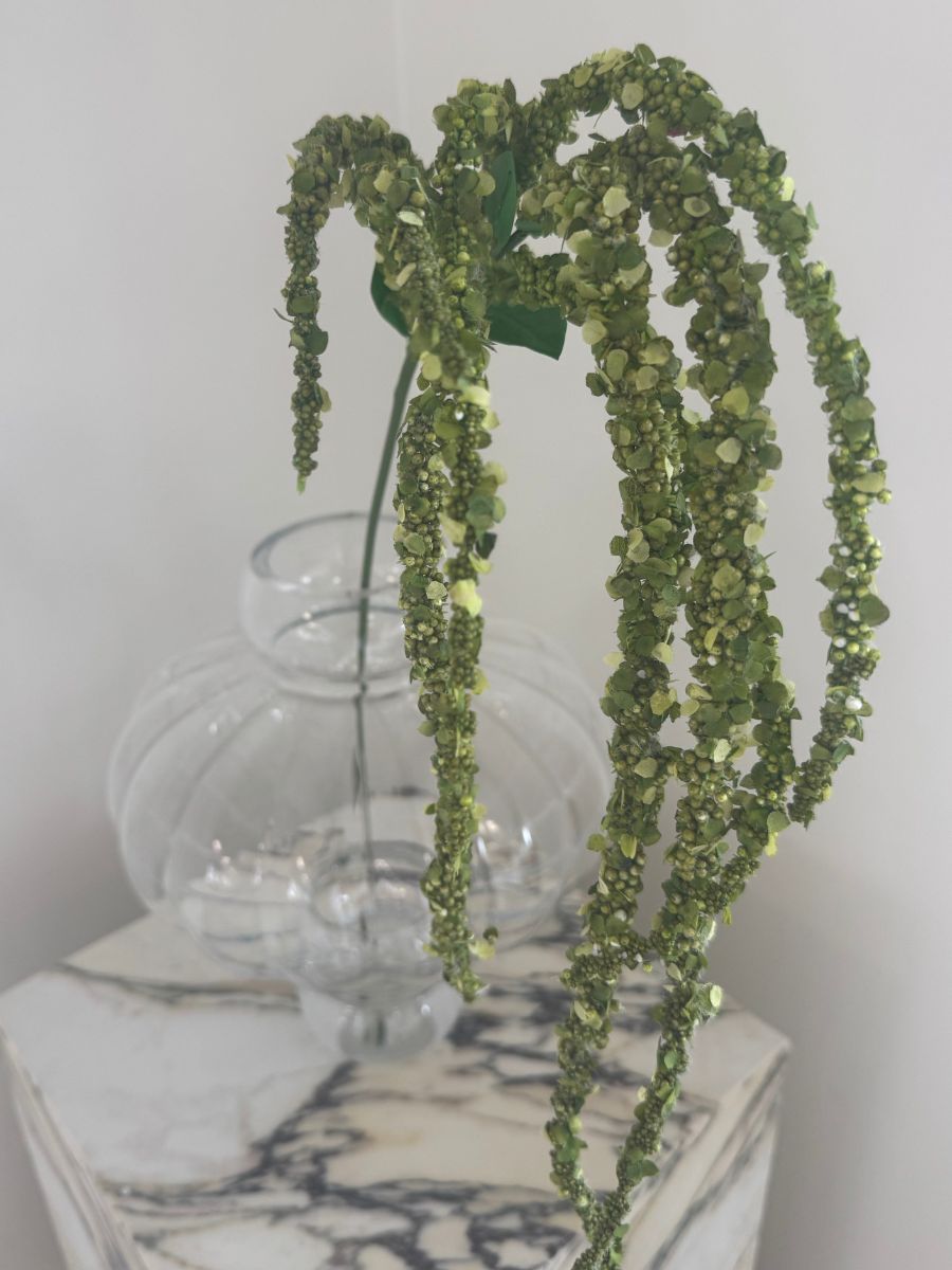 Green Amaranthus