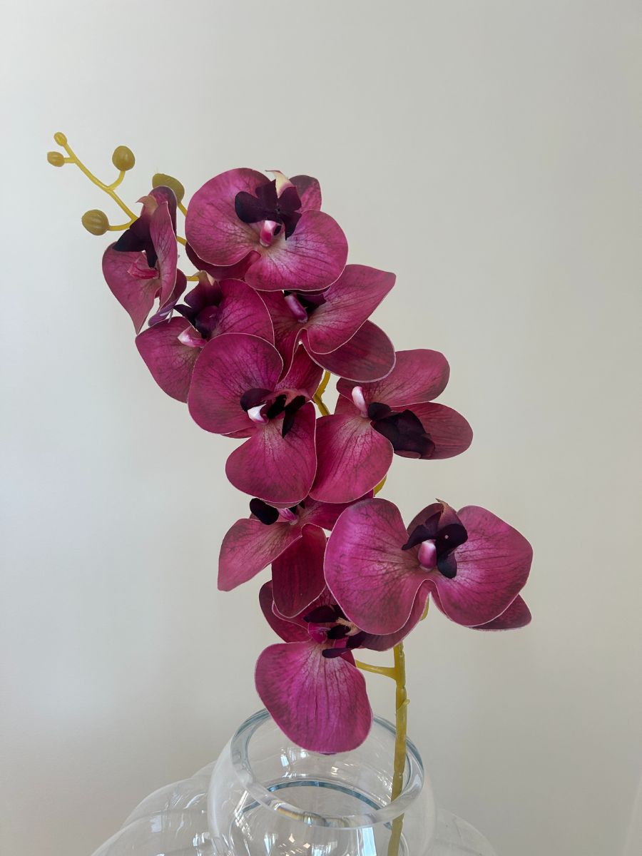 Burgundy Orchid