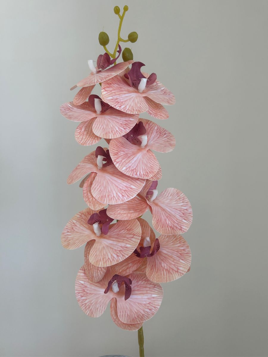 Peach Orchid