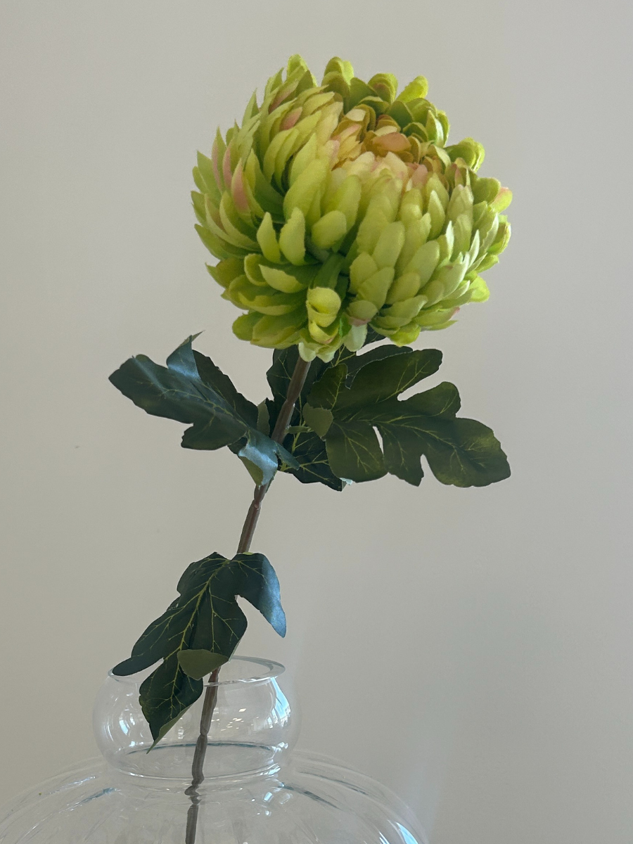 Green Chrysanthemum Flower