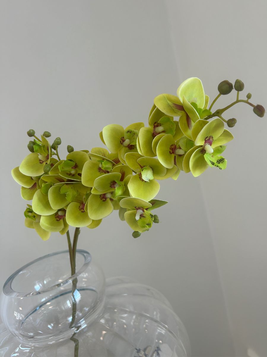 Spring mix Orchid